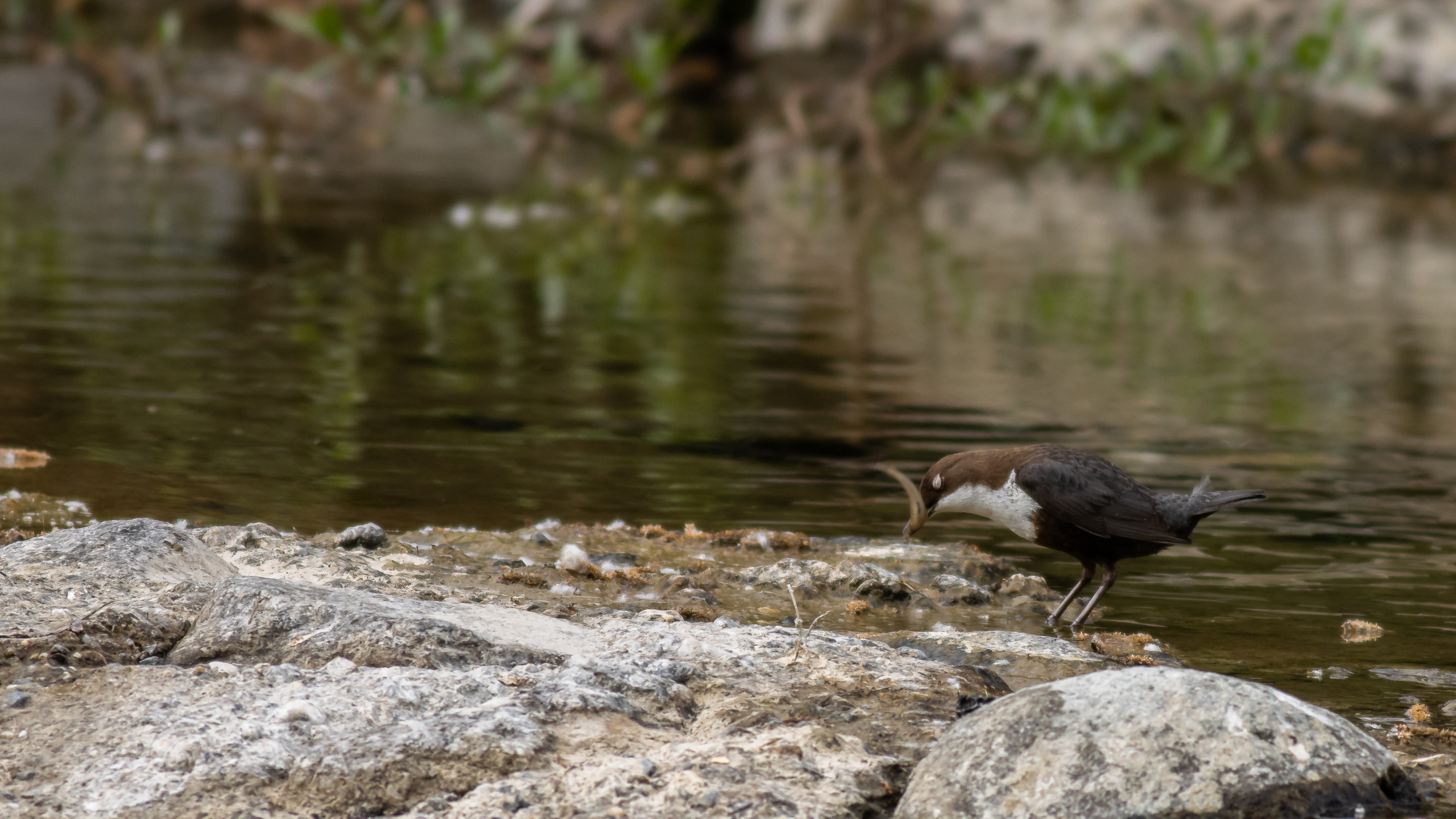 IMG_8106